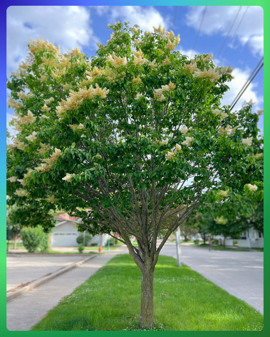 Ivory Silk Japanese Tree Lilac with green leaves and fragrant plumes of flowers growing on a parkway near a downtown library parking lot.